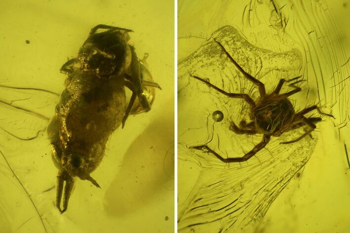 Fossil Springtail (Collembola) & Mite (Acari) in Baltic Amber #197733